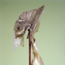 CREAM SILK &amp; LACE DRAWN BONNET, MID 19th C